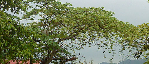 Bai Tu Long resort